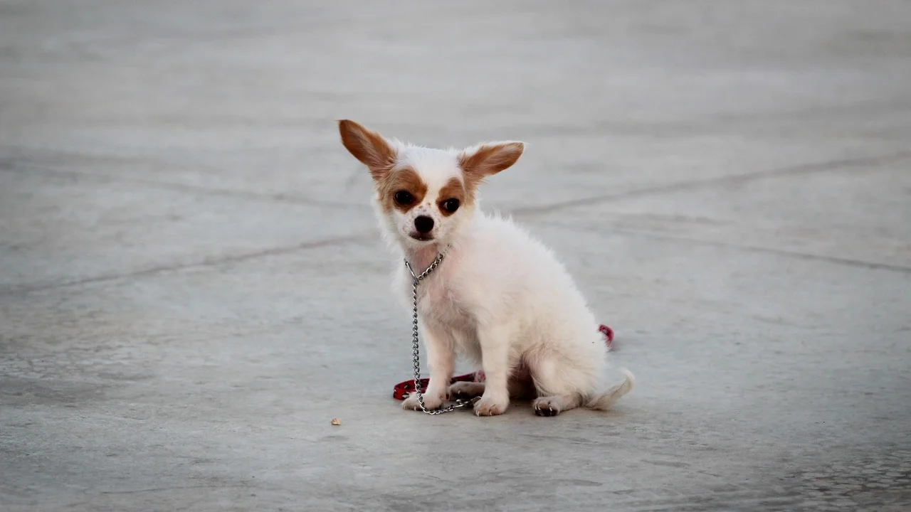 Cachorro filhote brinca com mordedor apropriado