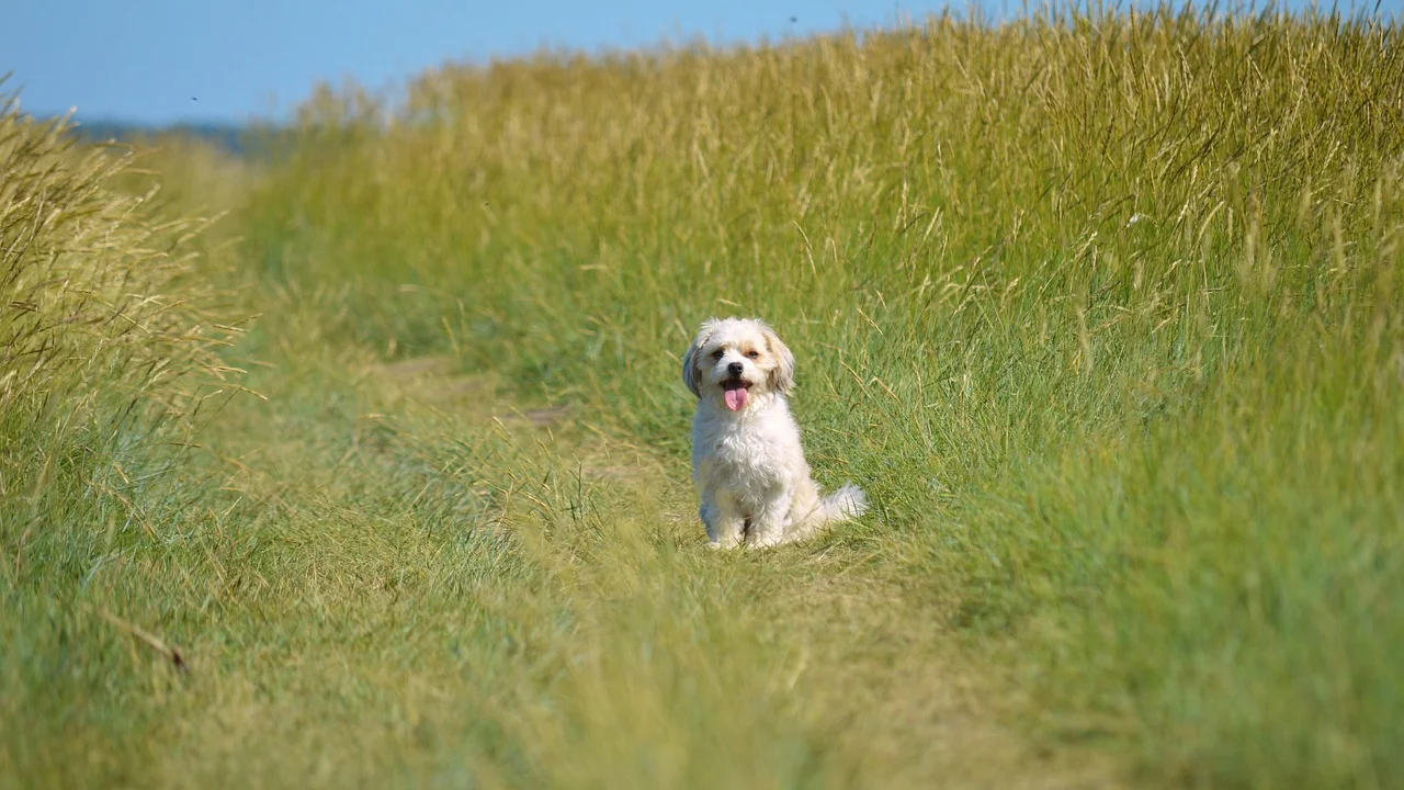 Primeiro contato breve entre cães em ambiente externo tranquilo.