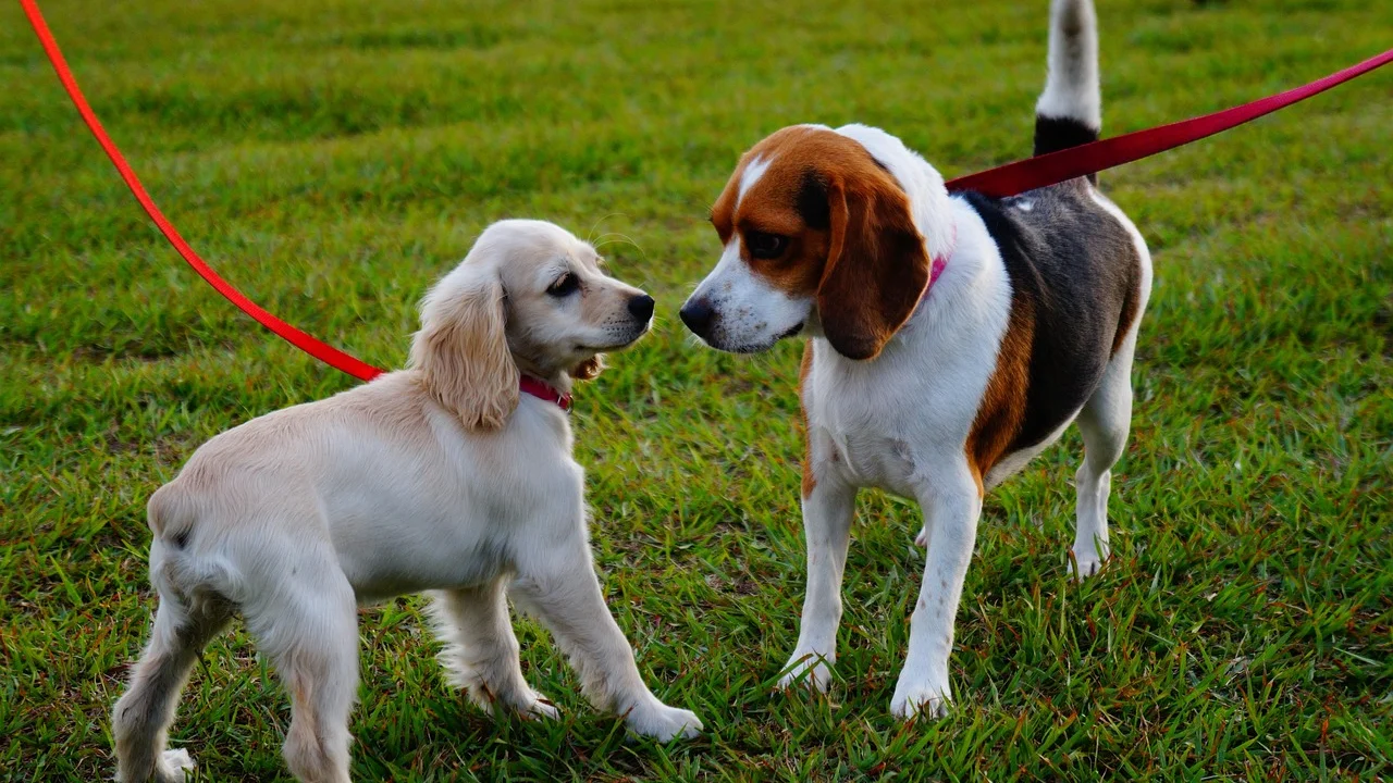 Responsável observa a linguagem corporal de dois cachorros.