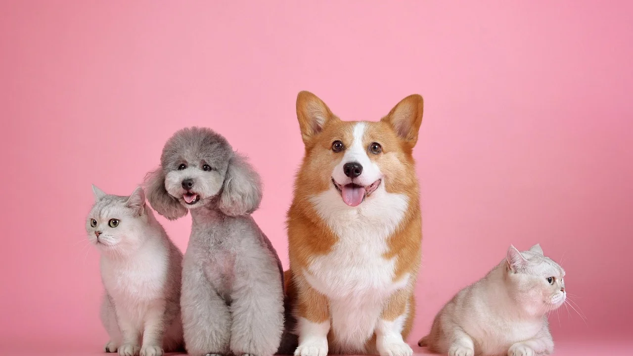 Cachorro na guia em encontro supervisionado com um gato.