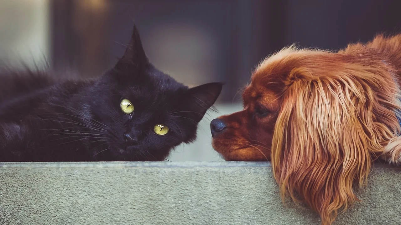 Arranhador alto cria rota segura para o gato no ambiente.