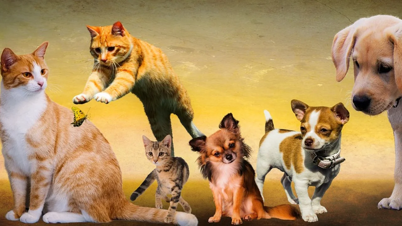 Comedouros separados ajudam a evitar disputas entre os pets.