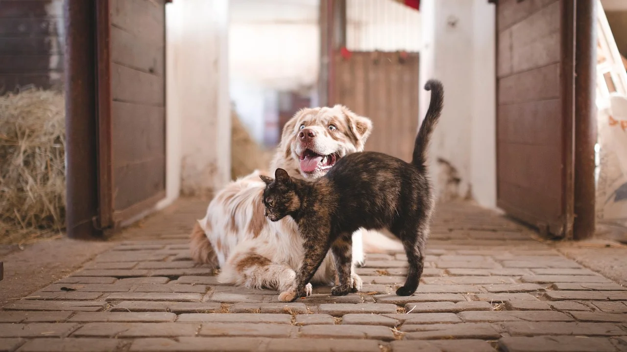 Portão para pets permite contato visual com mais segurança.