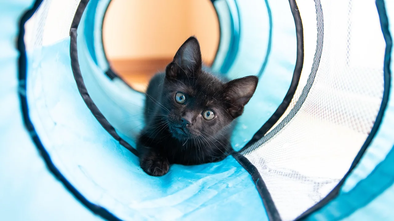 Gato brincando com vareta em ambiente interno seguro.