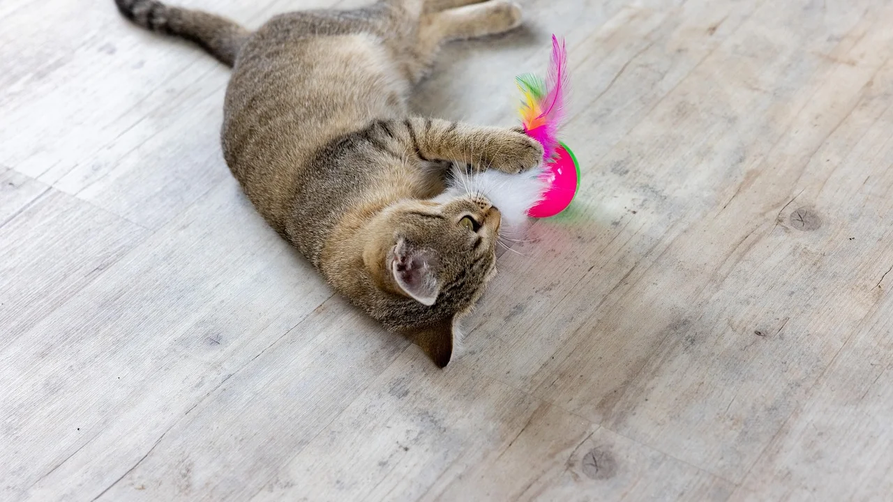 Caixa de papelão usada como esconderijo e brinquedo para gato.