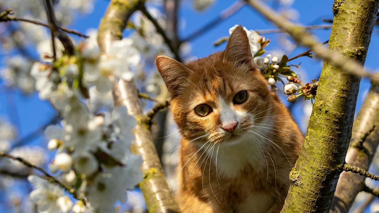 Comedouro interativo oferece desafio alimentar para felinos.