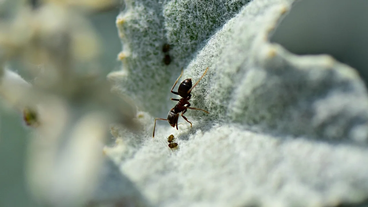 Pulgões agrupados em brotos jovens de uma planta
