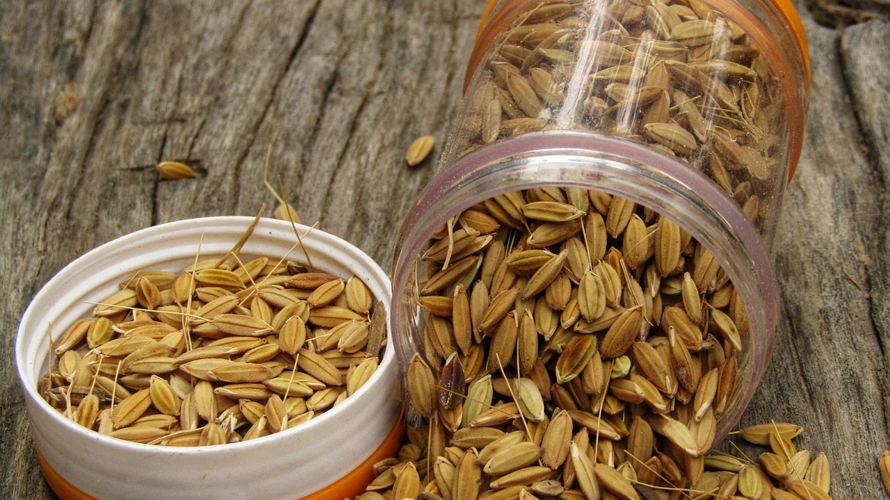Porções de arroz cozido prontas para congelar em potes herméticos.