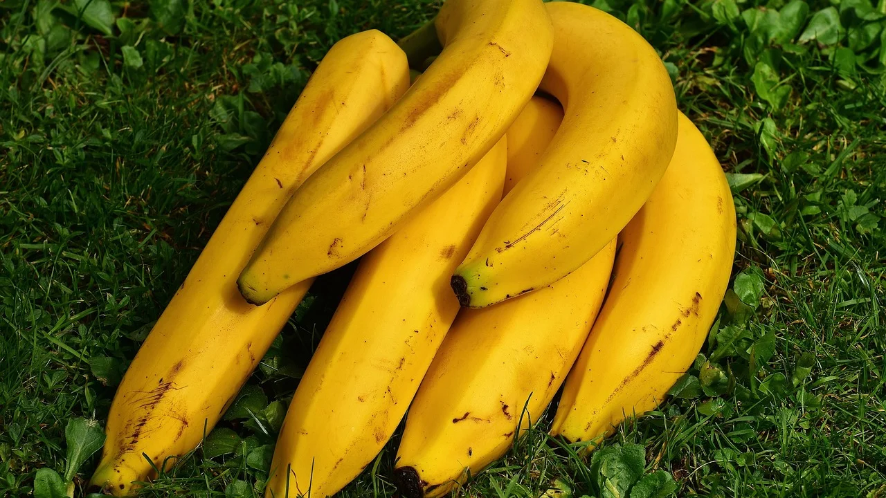 Casca escurecida de banana refrigerada com polpa preservada