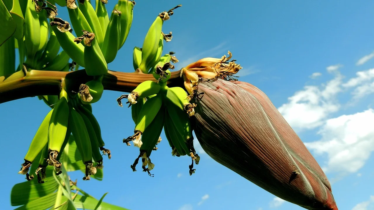 Bananas maduras prontas para uso em vitaminas e bolos