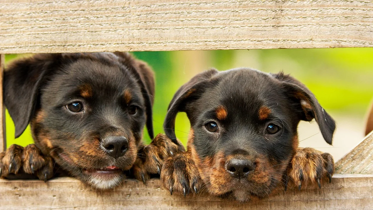 Cortador específico para unhas de cachorro sobre uma toalha limpa.