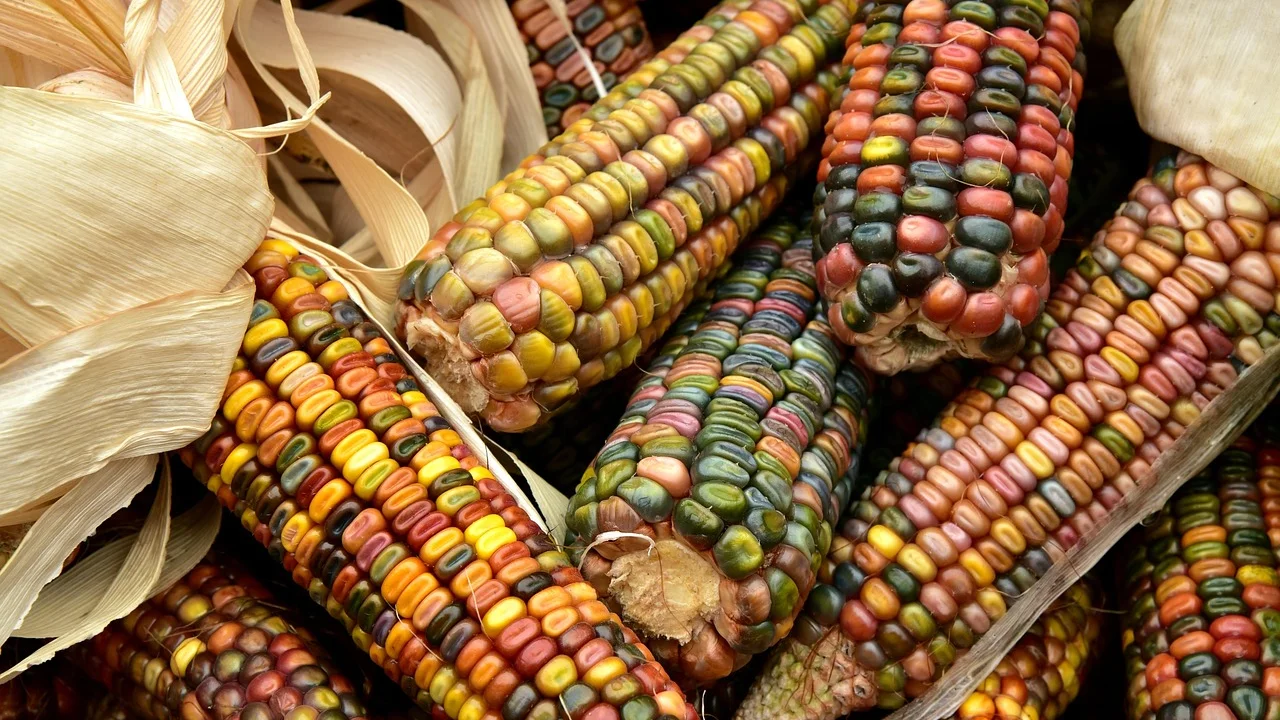 Grãos de milho debulhados para usar em outras receitas.