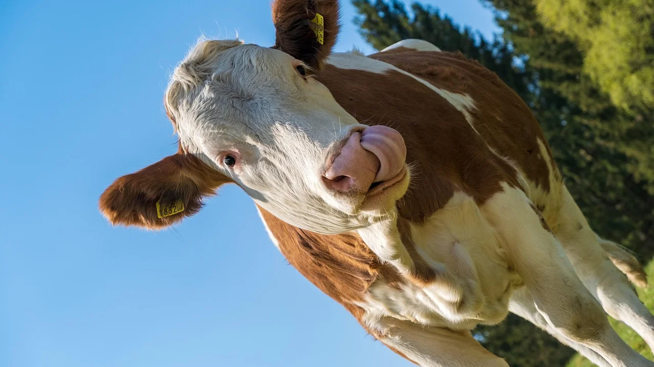 Língua bovina limpa pronta para o cozimento na pressão.