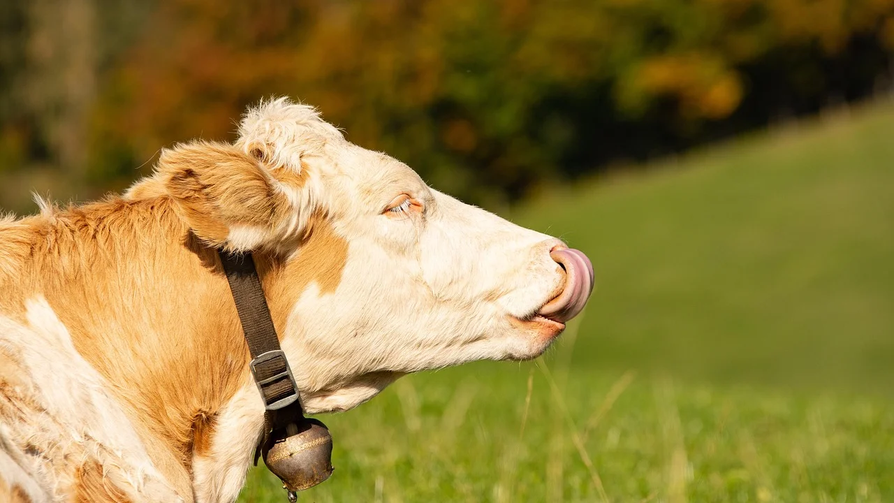 Fatias de língua bovina mergulhadas em molho de tomate.