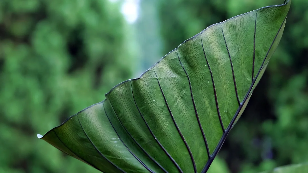 Espata vermelha e folhas verdes brilhantes de antúrio saudável.