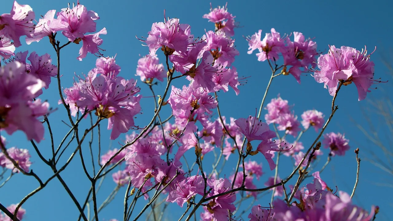 Flores de azaleia em tons de rosa em um jardim residencial.