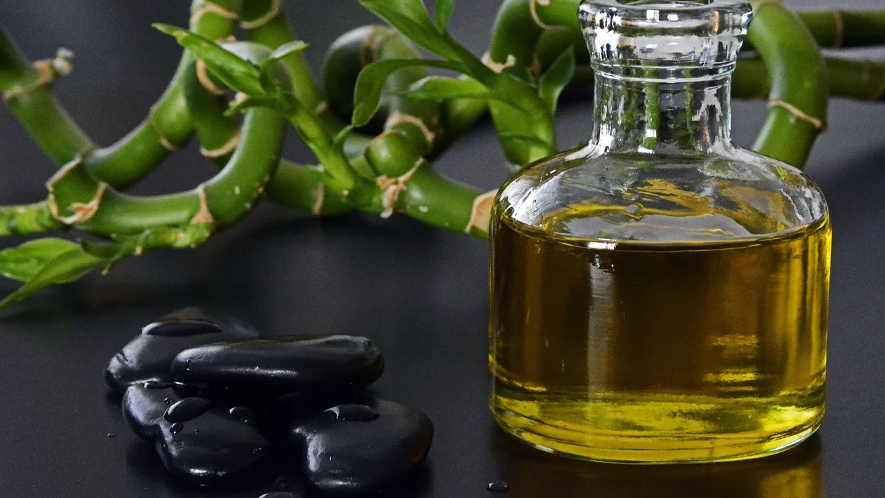 Folhas verdes da Dracaena sanderiana em luz indireta