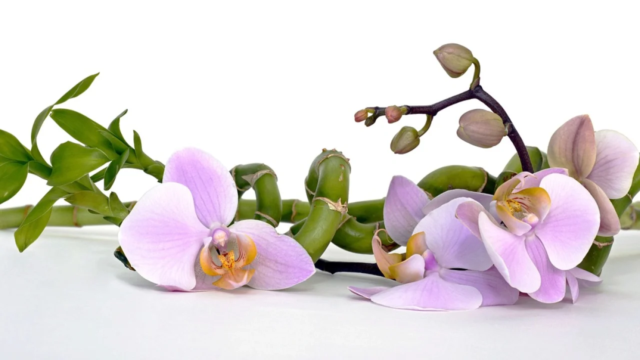Troca de água e limpeza do vaso da planta
