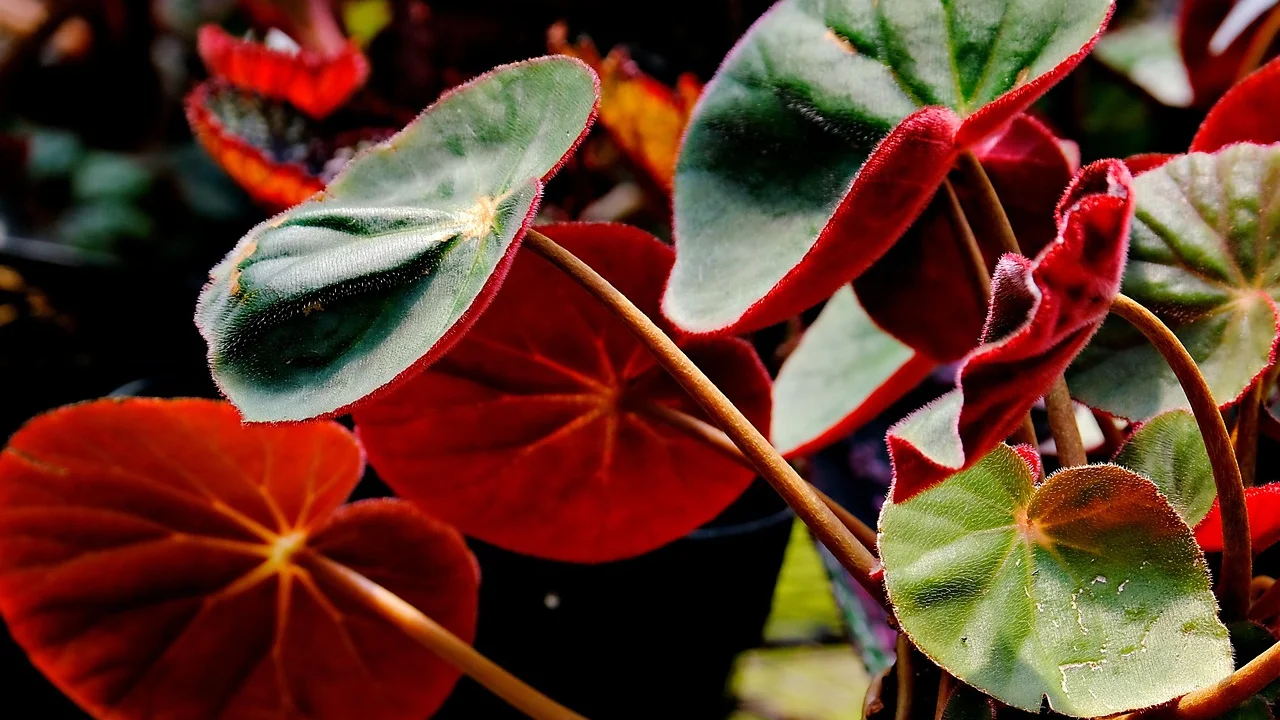 Folhas coloridas de begônia cultivada em ambiente interno