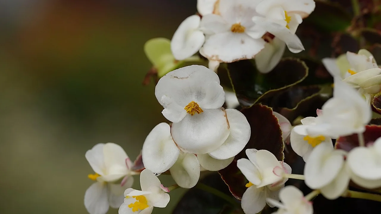 Detalhe de folhas saudáveis de begônia em cultivo doméstico