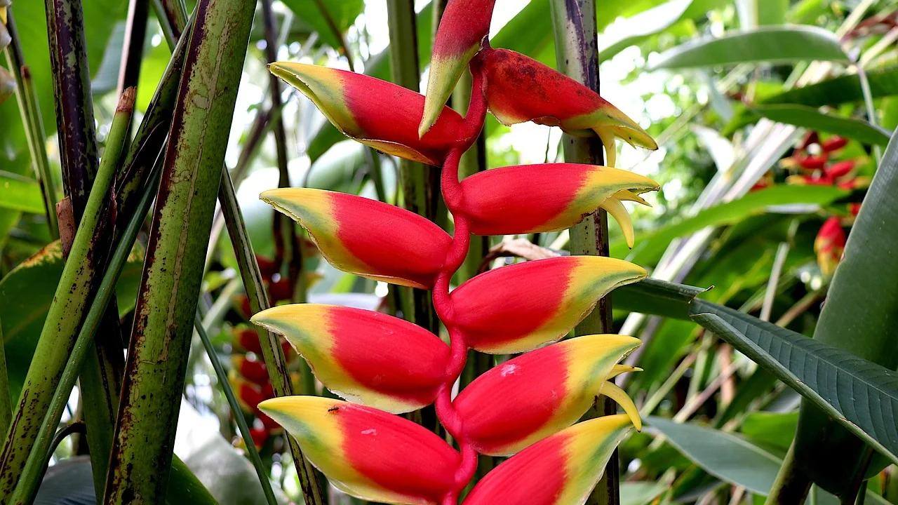 Filhotes de bromélia surgindo ao redor da planta mãe