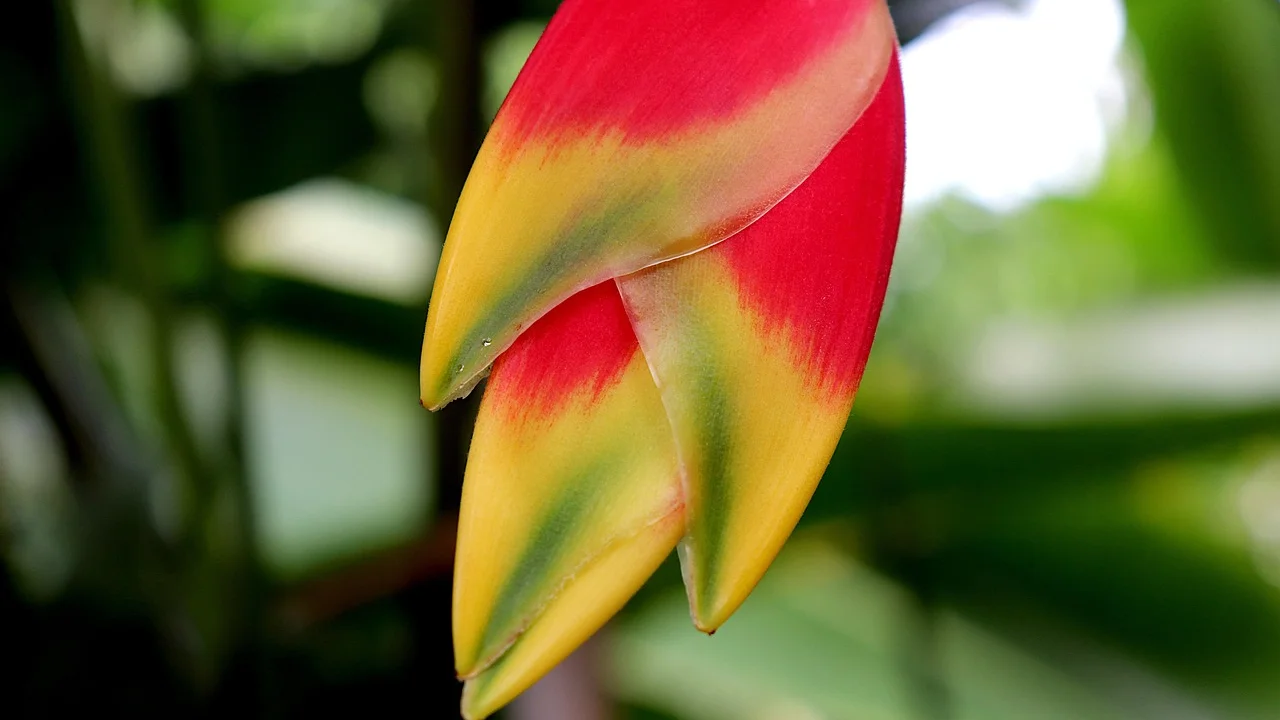 Folhas coloridas de bromélia cultivada em área sombreada