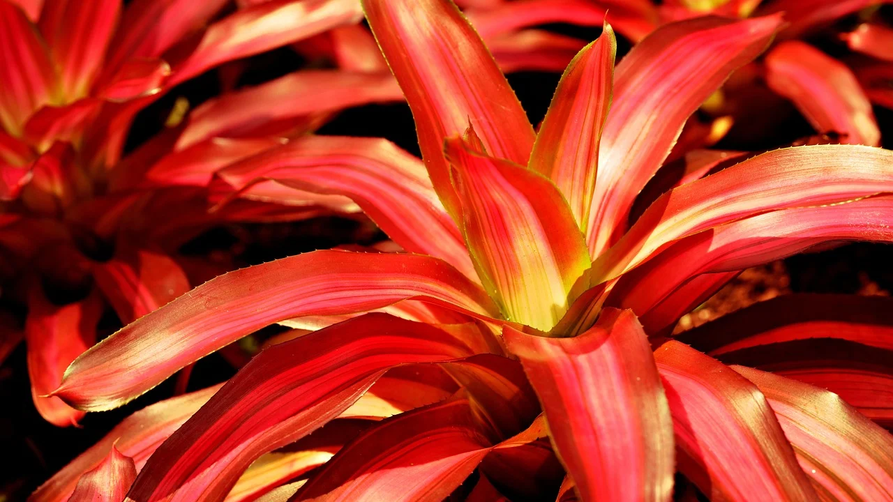 Substrato leve e drenante para o cultivo de bromélias