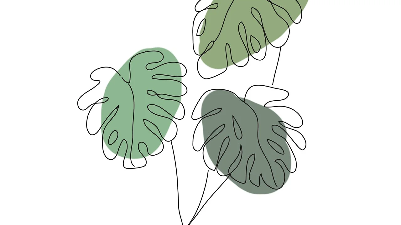 Folhas grandes e recortadas de uma Monstera saudável.