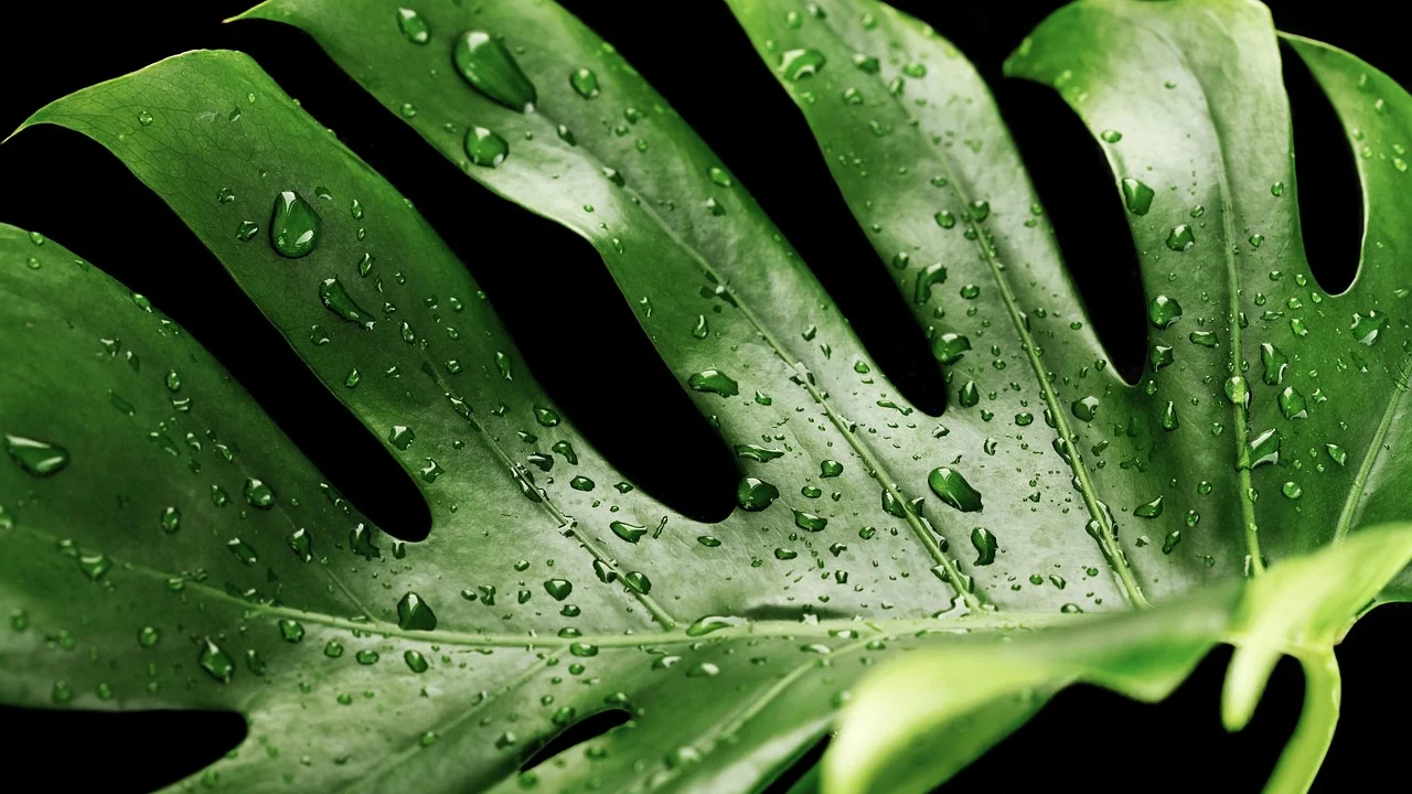 Raízes aéreas da planta direcionadas para o suporte.