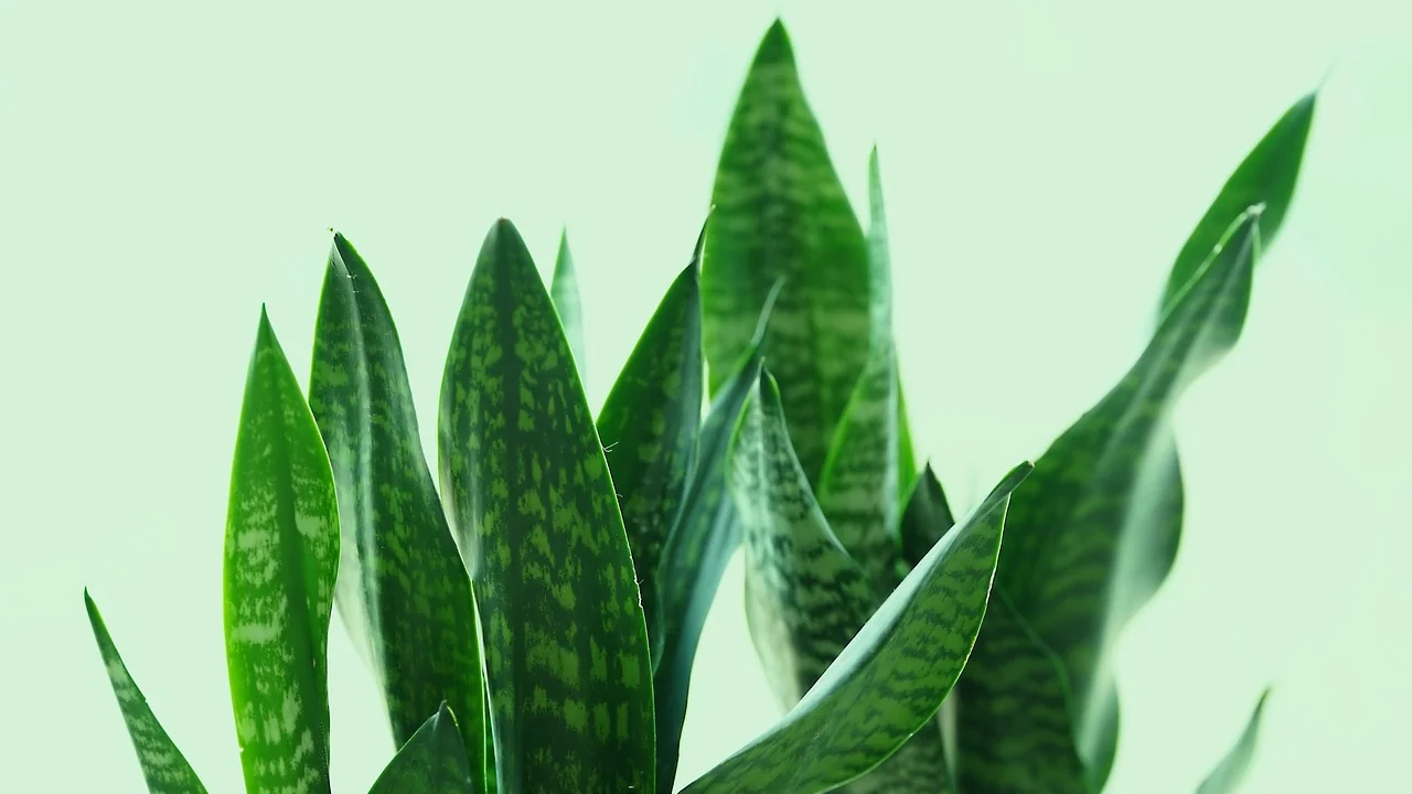 Folhas firmes e variegadas de espada-de-são-jorge em ambiente interno.