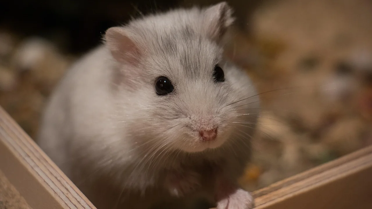 Hamster em recinto amplo com roda e toca segura