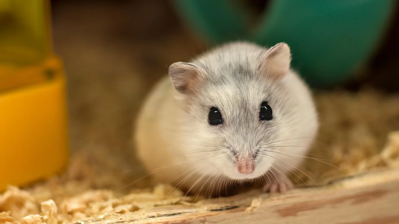 Comedouro com ração específica para hamster