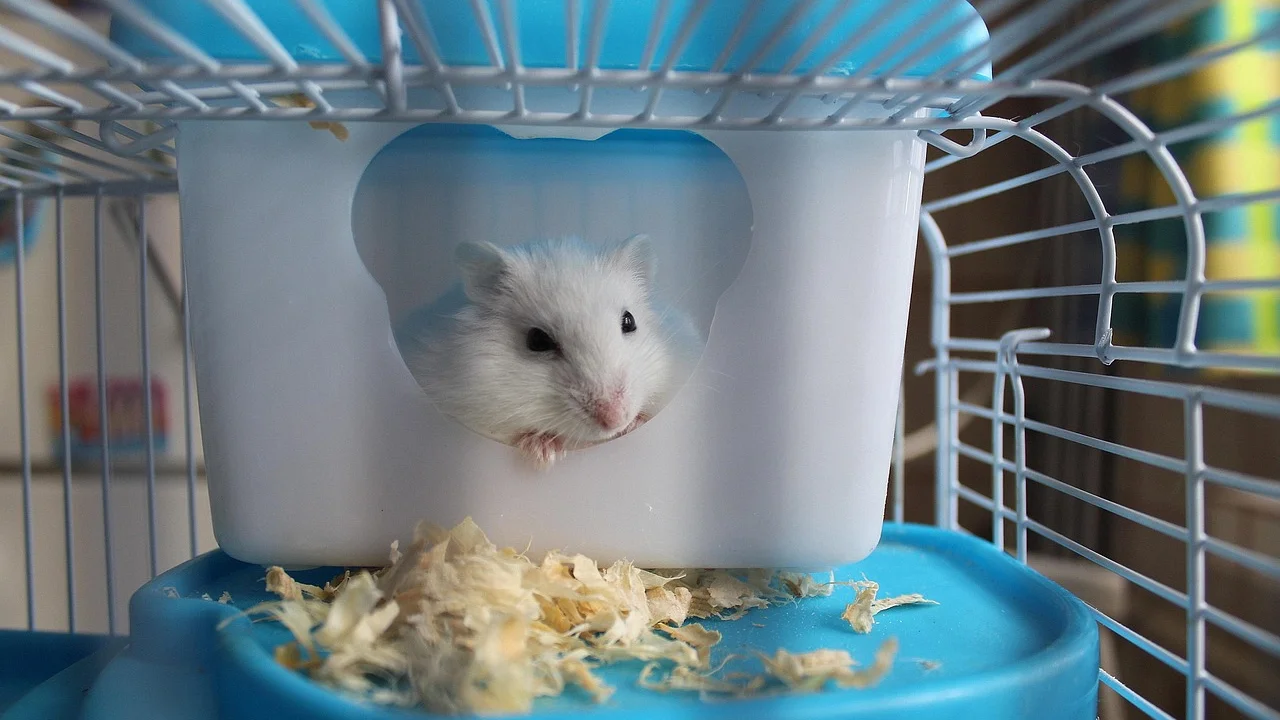 Hamster explorando túneis e materiais de enriquecimento