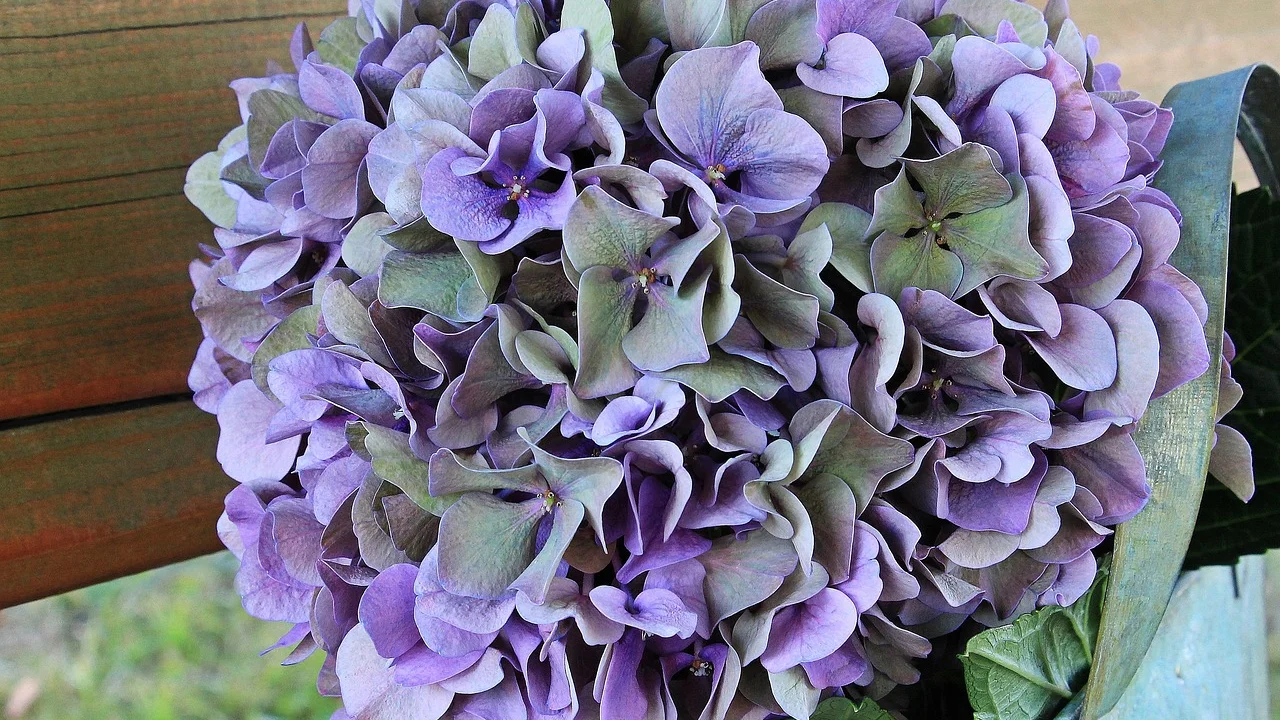 Poda cuidadosa de flores secas para estimular o crescimento.