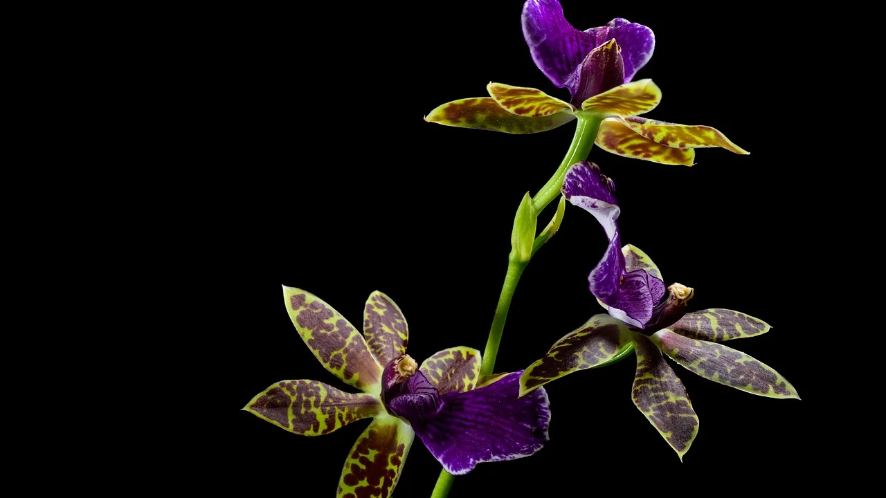 Orquídea em vaso transparente com raízes saudáveis
