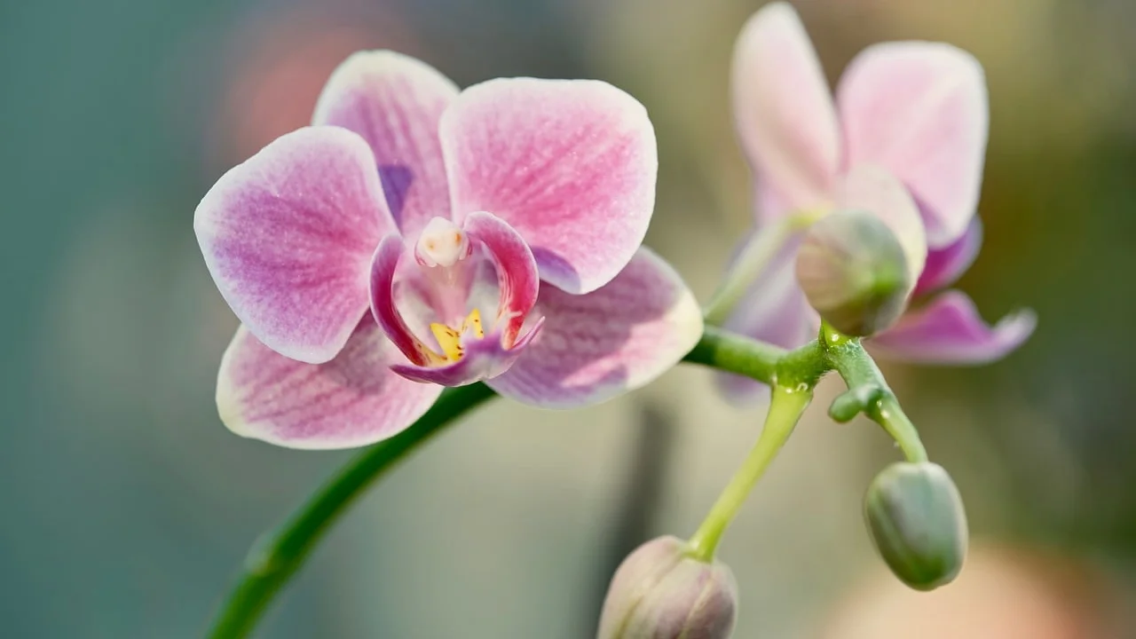 Flores de orquídea em ambiente doméstico iluminado