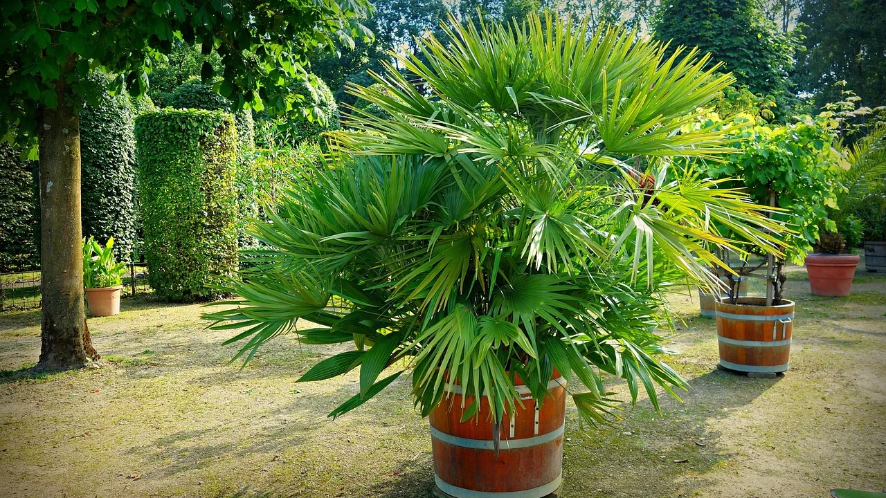 Palmeira-ráfis em vaso próximo a uma janela bem iluminada.