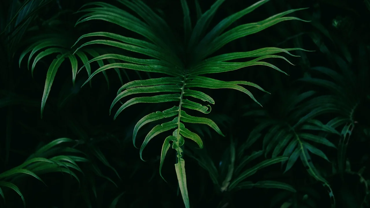 Poda de folhas secas com tesoura limpa e afiada.