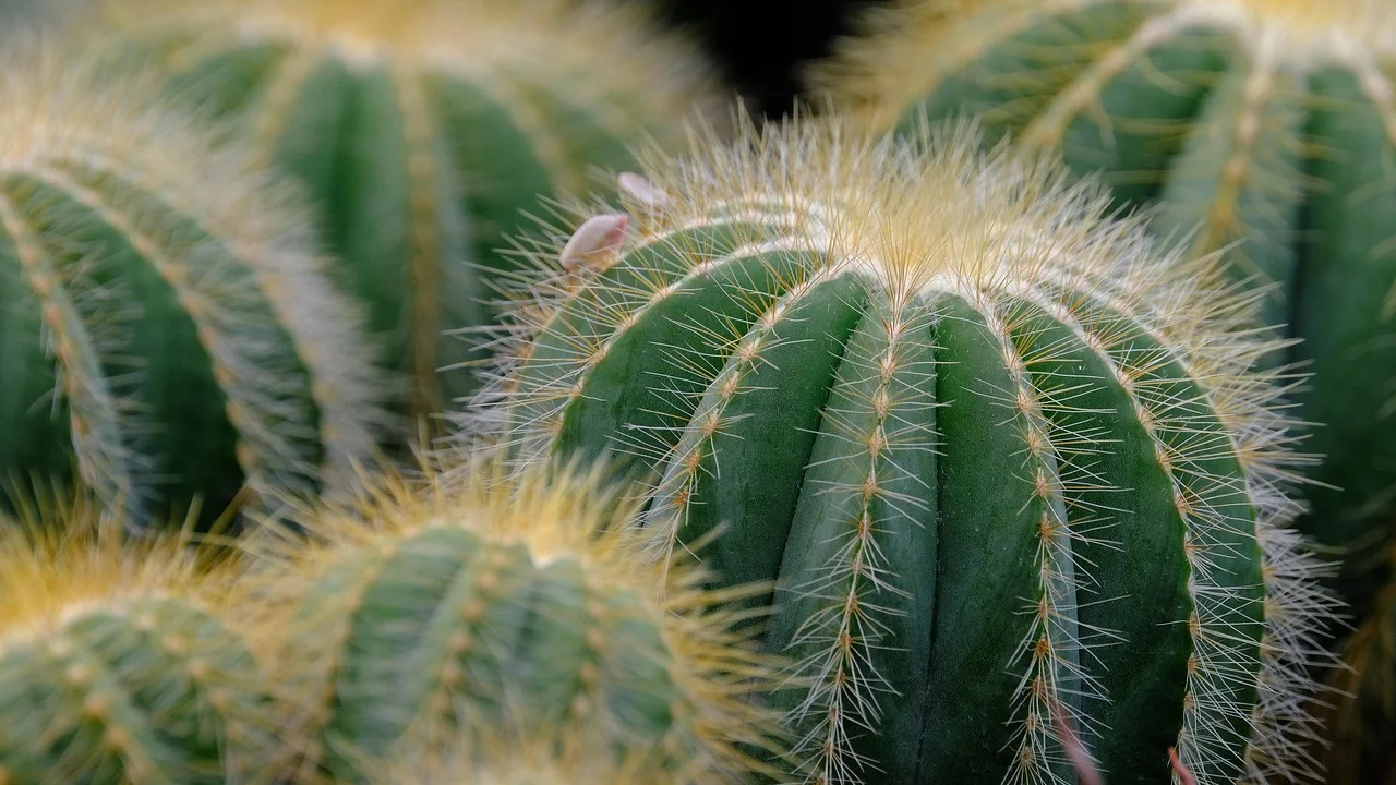 Planta posicionada perto de janela com boa luminosidade.