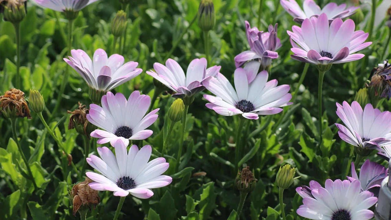 Folhas aveludadas de violeta com aparência saudável.
