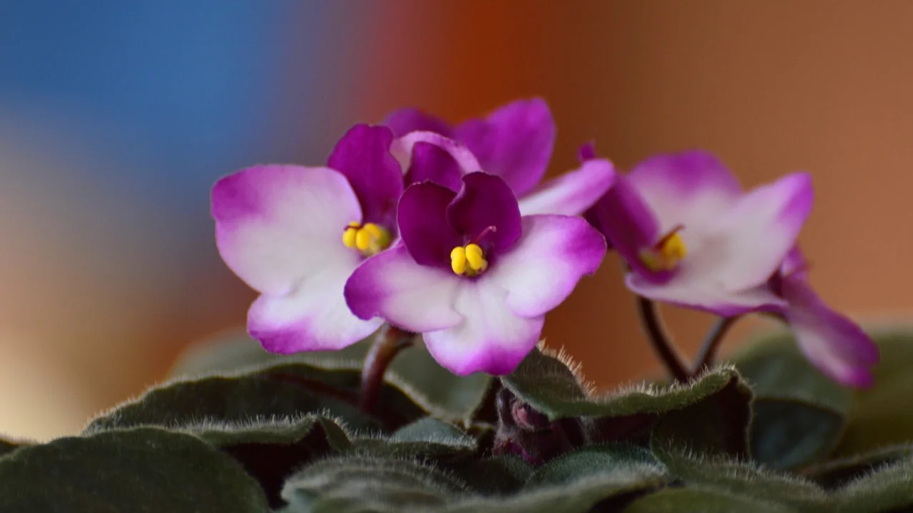 Flores lilases de violeta em ambiente interno claro.