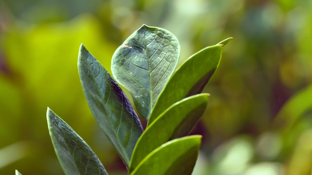 Folhas verdes e brilhantes de zamioculca após limpeza com pano úmido.