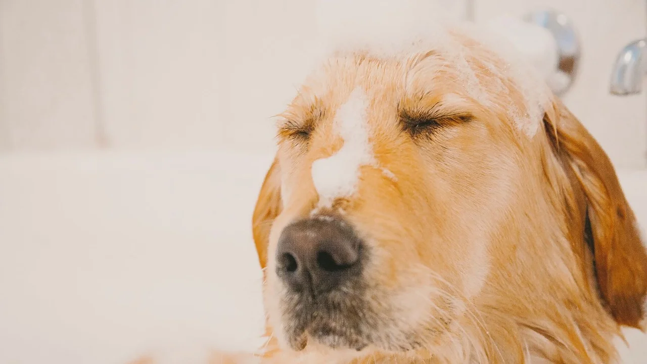 Shampoo próprio para cães ao lado de toalhas limpas
