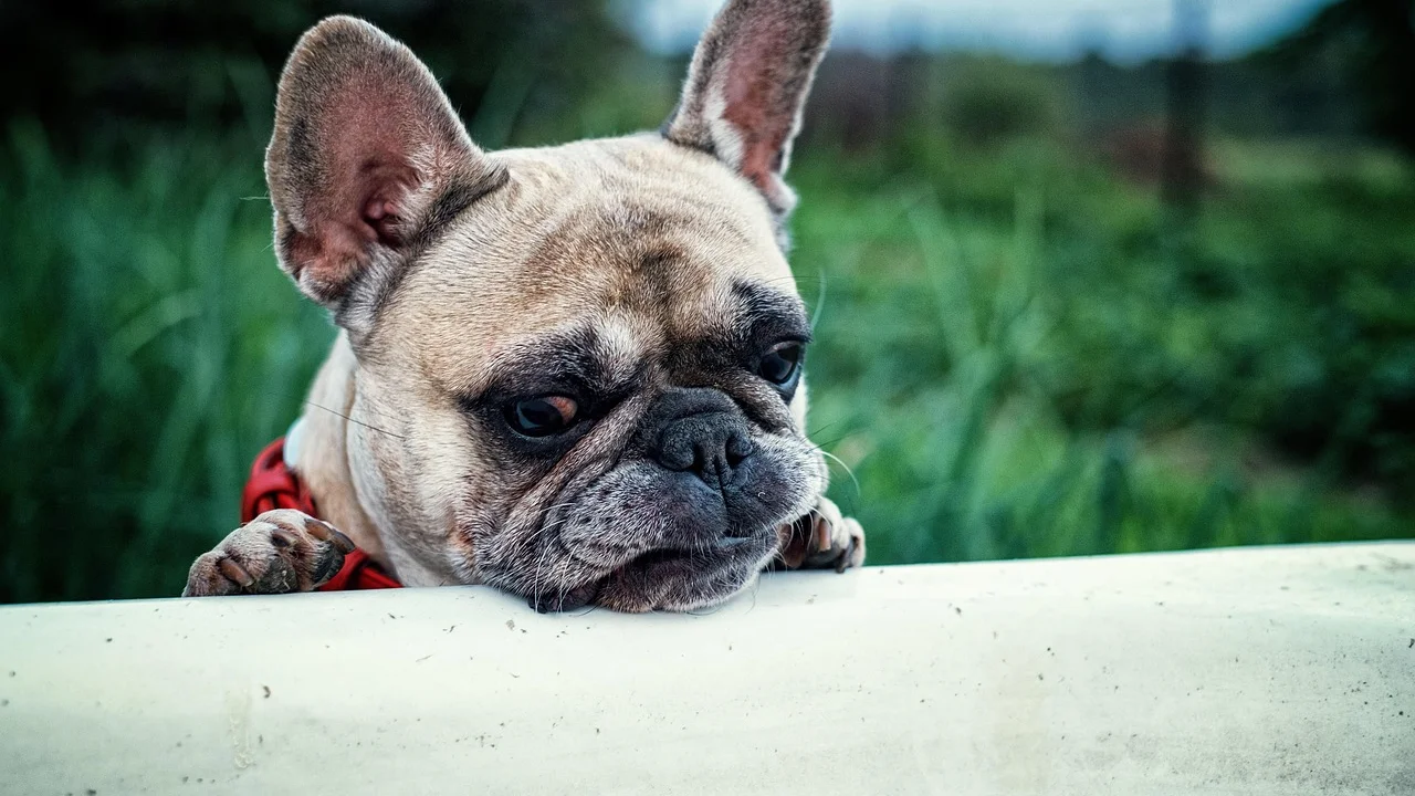 Tutor secando cuidadosamente a pelagem do cachorro com toalha