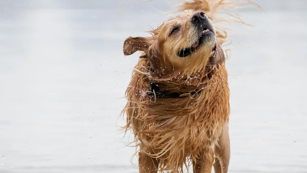Escovação antes do banho remove pelos soltos e pequenos nós