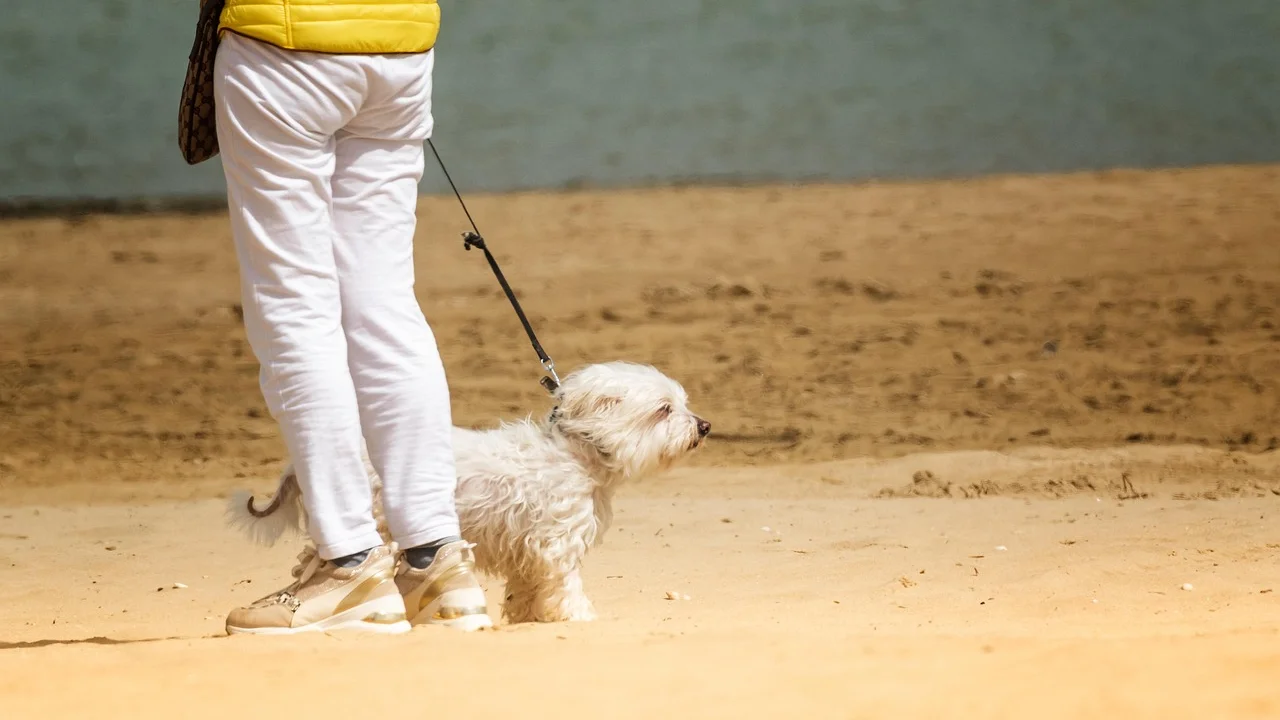 Passeio tranquilo permite que o cão explore cheiros com segurança.