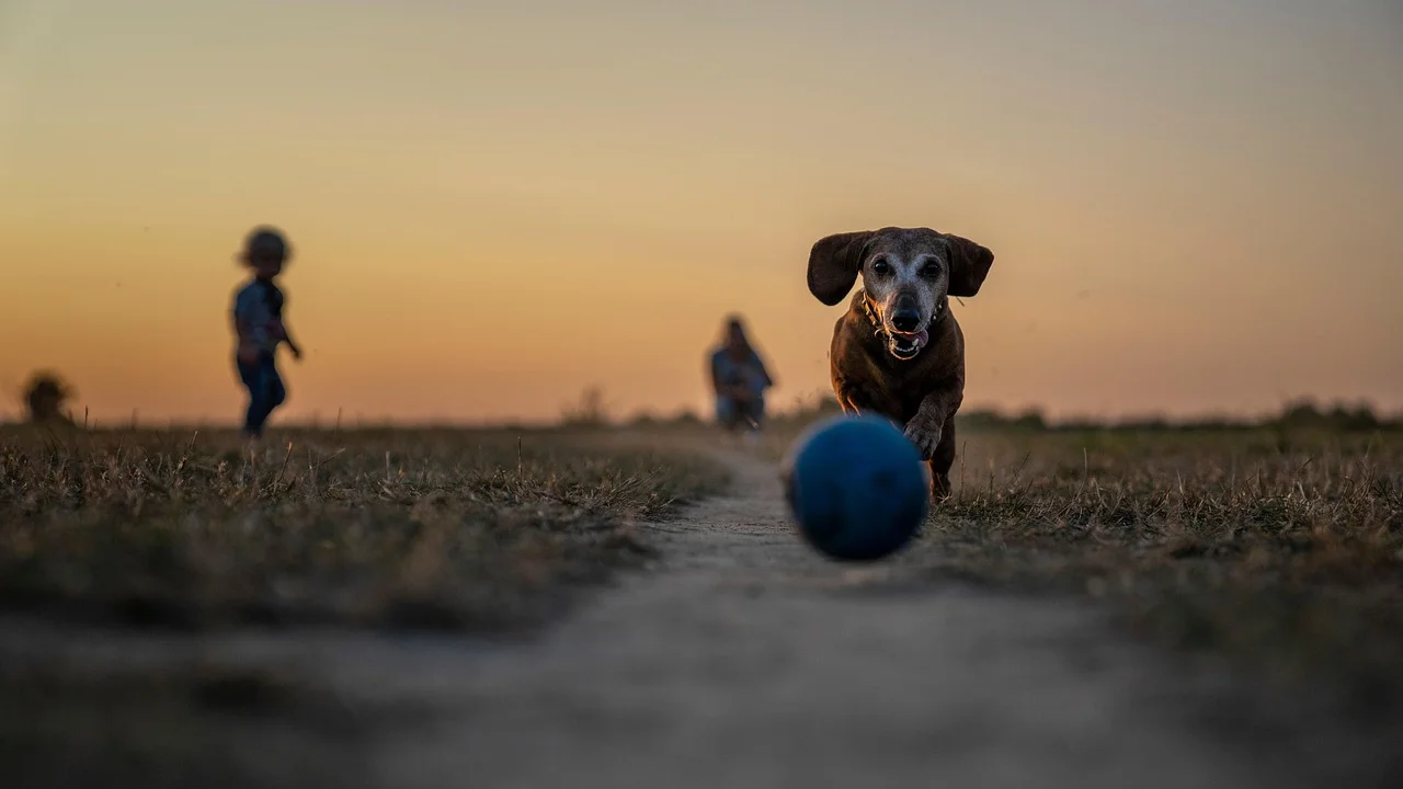 Bolinha segura e adequada ao tamanho da boca do cão