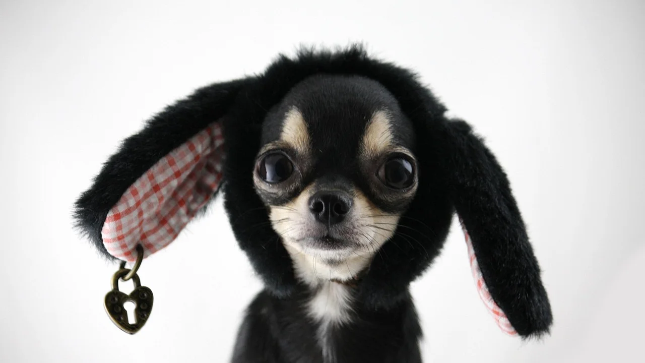Cachorro solta a bolinha próximo à mão do tutor