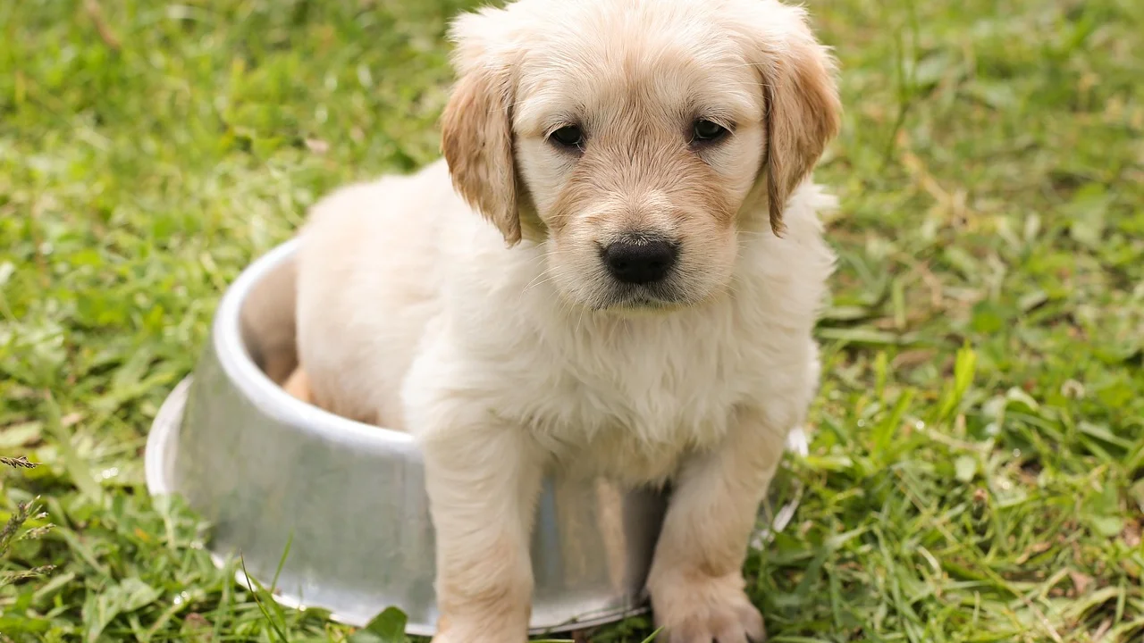 Cão aguardando calmamente diante do pote de ração.