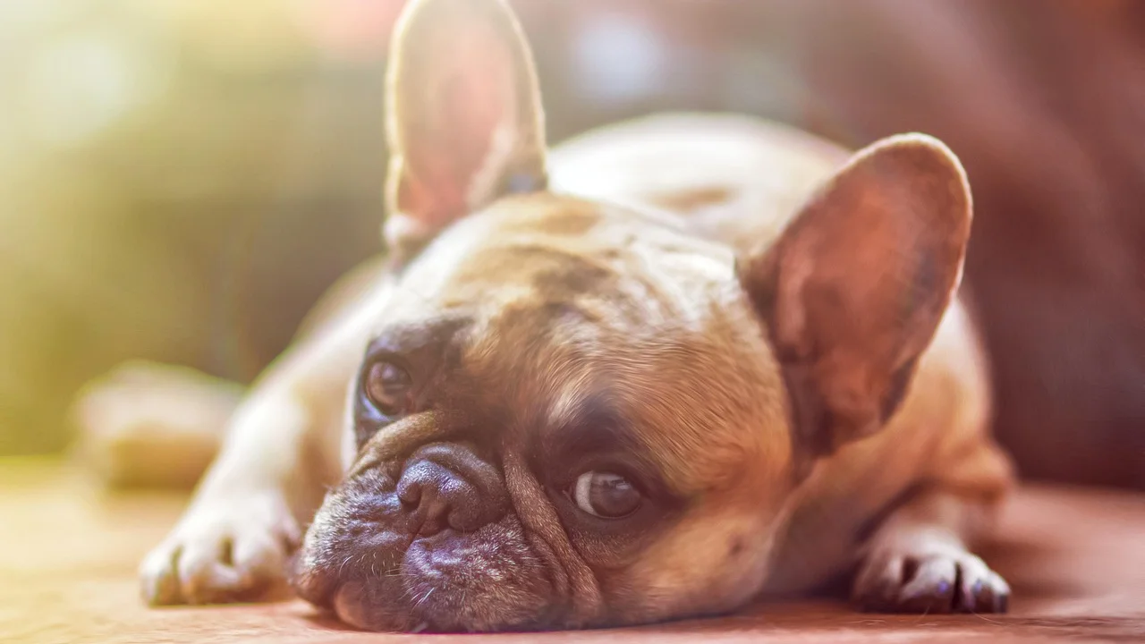 Cão descansando em um espaço seguro dentro de casa